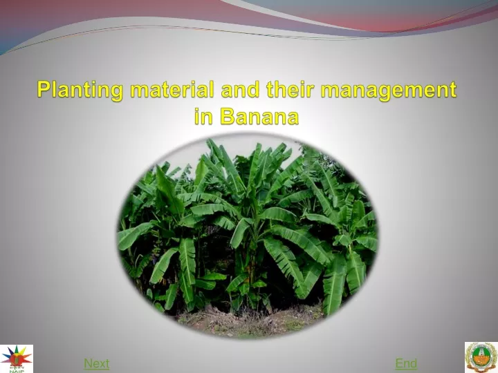 planting material and their management in banana