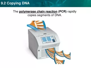 The  polymerase chain reaction  (PCR)  rapidly  copies segments of DNA.