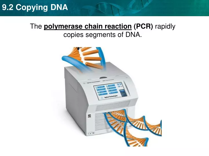 the polymerase chain reaction pcr rapidly copies