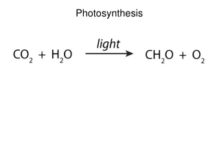 Photosynthesis