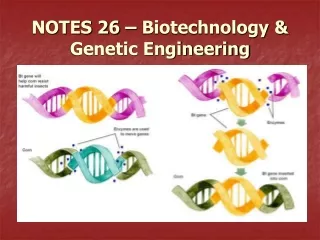 NOTES 26 – Biotechnology &amp; Genetic Engineering