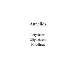 Annelids