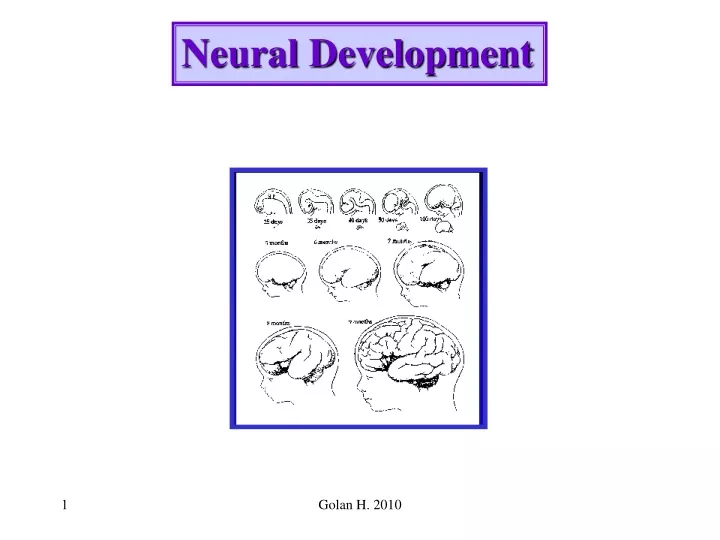 neural development