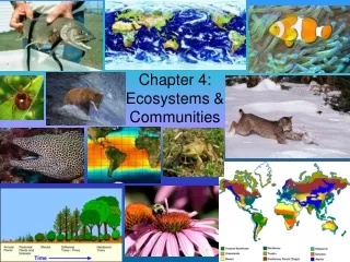 Chapter 4:   Ecosystems &amp; Communities