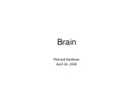 Brain - slide 1