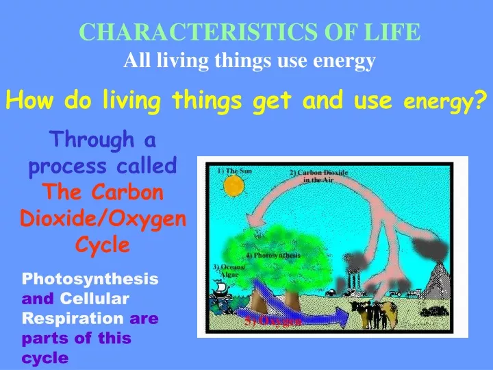 characteristics of life all living things