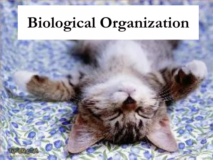 biological organization