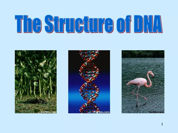 the structure of dna