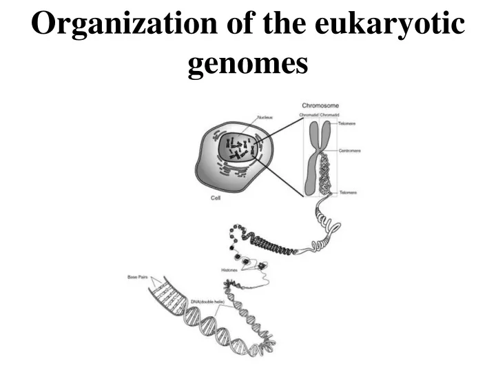 organization of the eukaryotic genomes