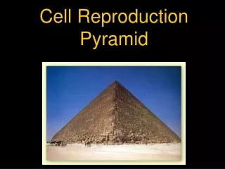 Cell Reproduction Pyramid