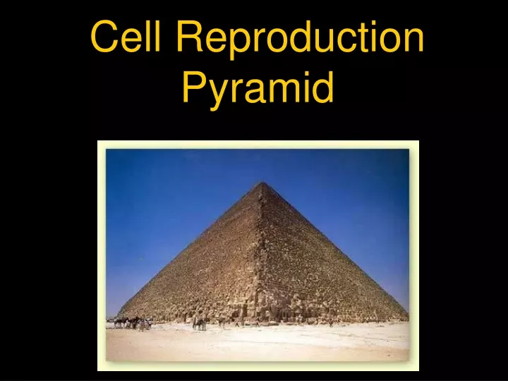 cell reproduction pyramid