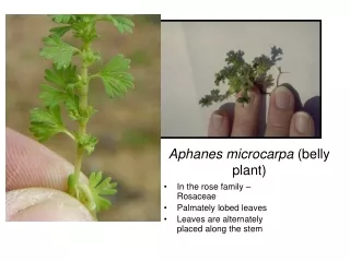 Aphanes microcarpa  (belly plant)