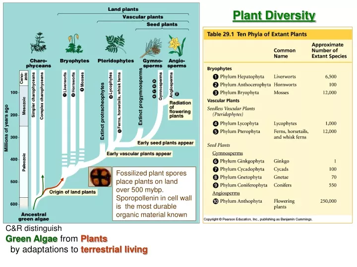 plant diversity