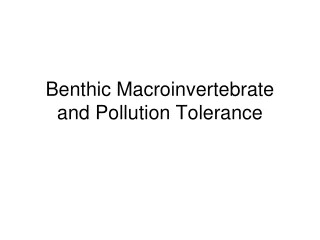 Benthic Macroinvertebrate and Pollution Tolerance