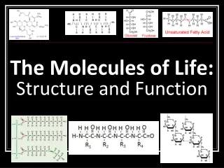 The Molecules of Life:  Structure and Function