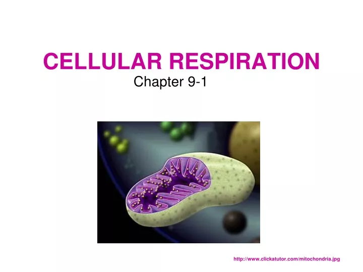 cellular respiration