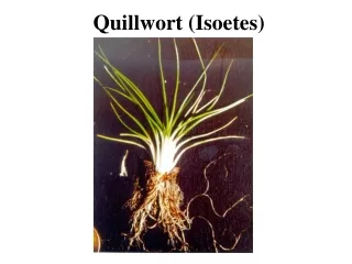 Quillwort (Isoetes)