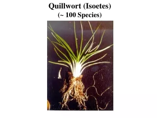 Quillwort (Isoetes) (~ 100 Species)