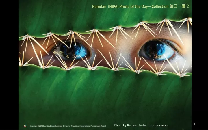 hamdan hipa photo of the day collection 2