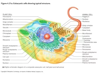 The Eukaryotic Cell Fig 4.22, page 97
