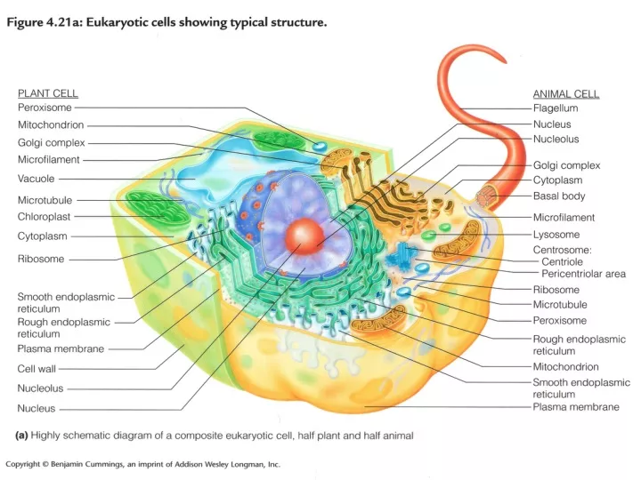 the eukaryotic cell fig 4 22 page 97