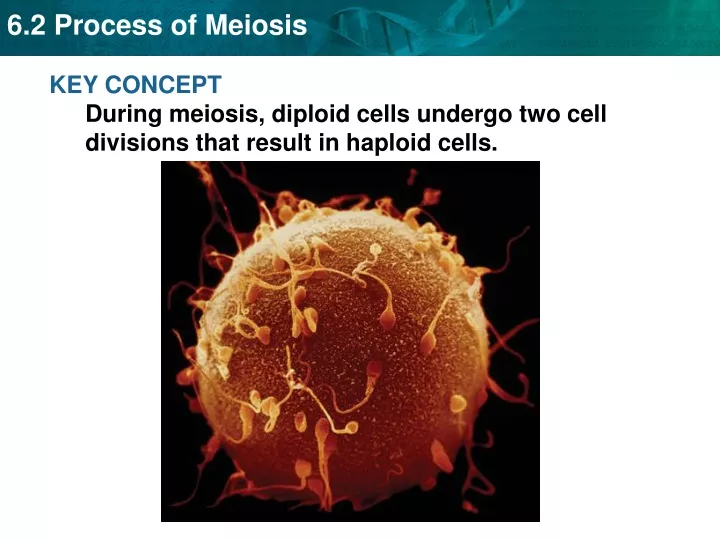 key concept during meiosis diploid cells undergo