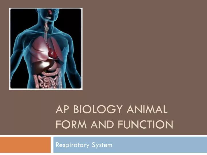 ap biology animal form and function