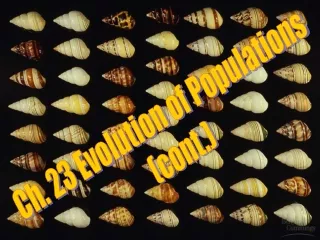 Ch. 23 Evolution of Populations  (cont.)
