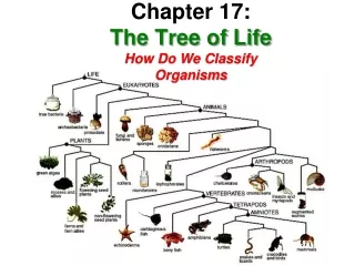 Chapter 17:  The Tree of Life How Do We Classify Organisms