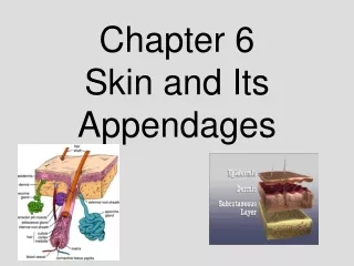 Chapter 6 Skin and Its Appendages