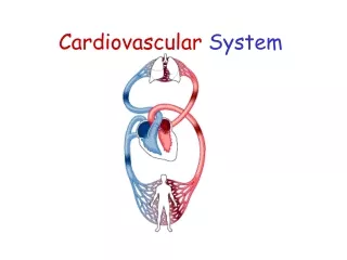 Cardiovascular  System