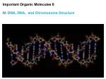 Important Organic Molecules II IV.  DNA, RNA,  and Chromosome Structure - slide 1