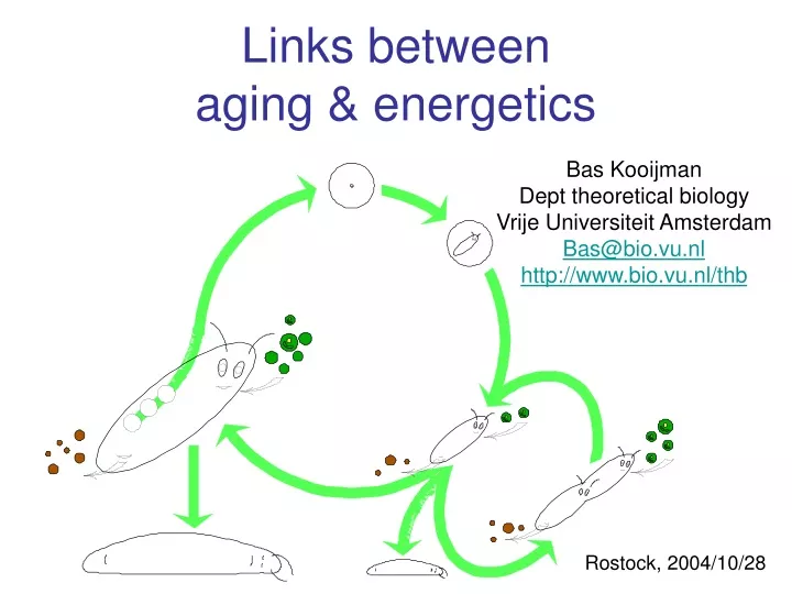 links between aging energetics