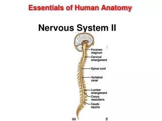 Essentials of Human Anatomy  Nervous System II