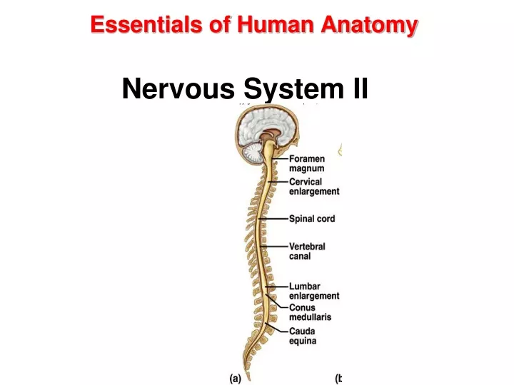 essentials of human anatomy nervous system ii