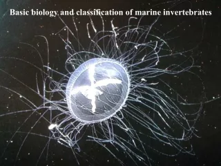 Basic biology and classification of marine invertebrates