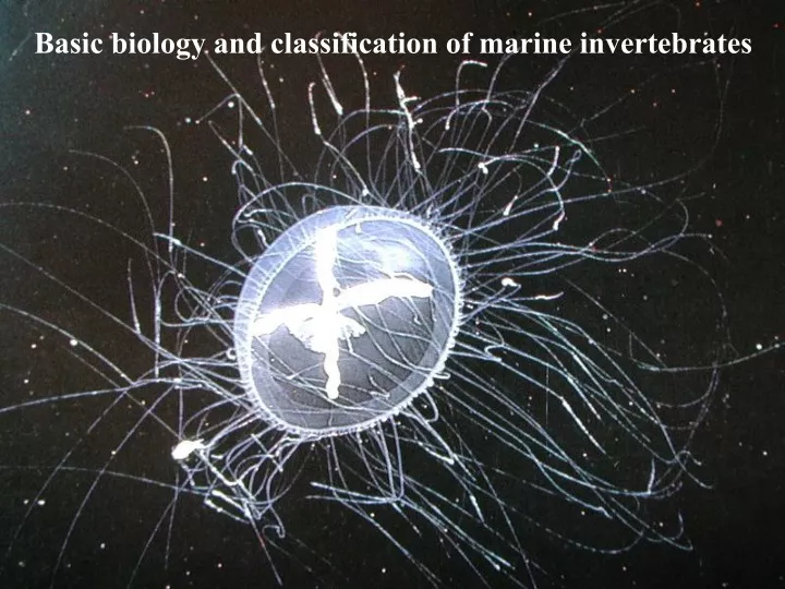 basic biology and classification of marine