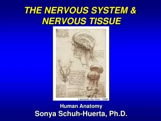 THE NERVOUS SYSTEM &amp;  NERVOUS TISSUE Human Anatomy Sonya Schuh-Huerta, Ph.D.