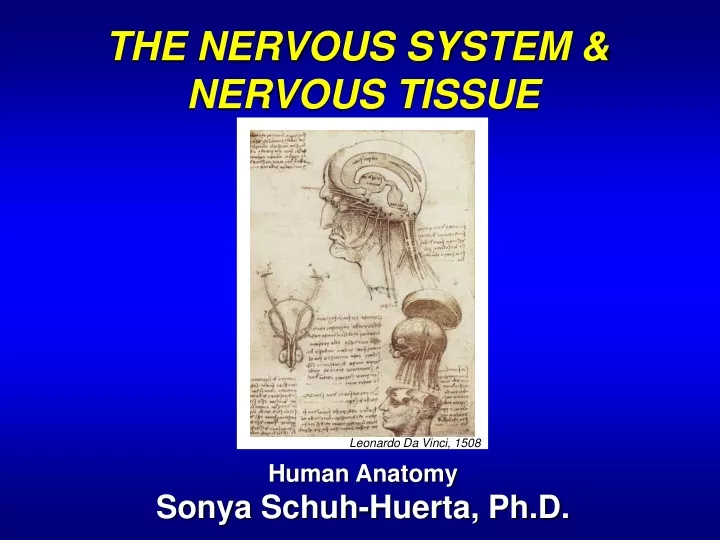 the nervous system nervous tissue human anatomy
