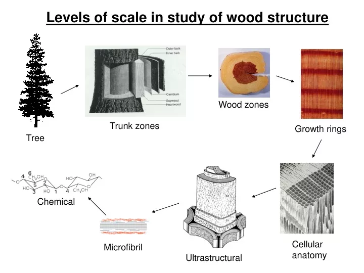 levels of scale in study of wood structure