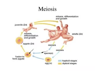 Meiosis