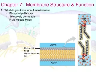 Chapter 7:  Membrane Structure &amp; Function