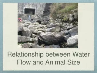 Relationship between Water Flow and Animal Size