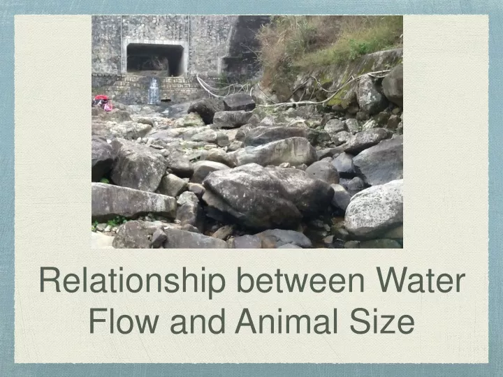 relationship between water flow and animal size