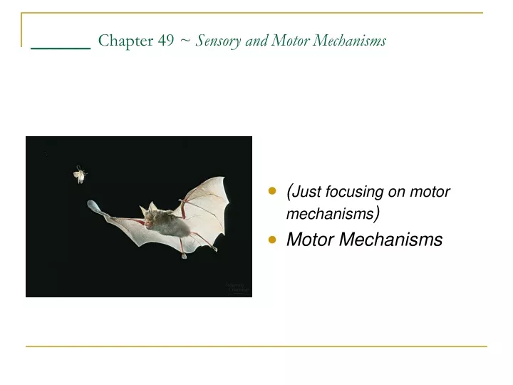 chapter 49 sensory and motor mechanisms