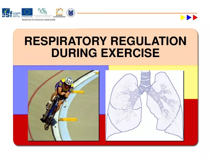 respiratory regulation during exercise