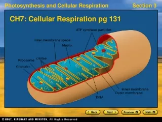 CH7: Cellular Respiration pg 131