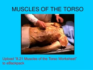 MUSCLES OF THE TORSO