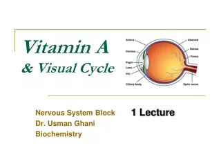 Vitamin A &amp; Visual Cycle