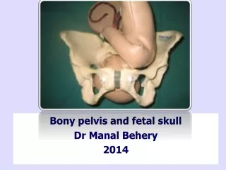 Bony pelvis and  fetal skull  Dr  Manal Behery 2014